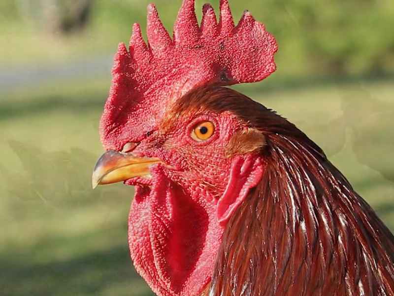 Close-up shot of a Rhode Island Red rooster showing large red comb, wattles, and sharp eyes