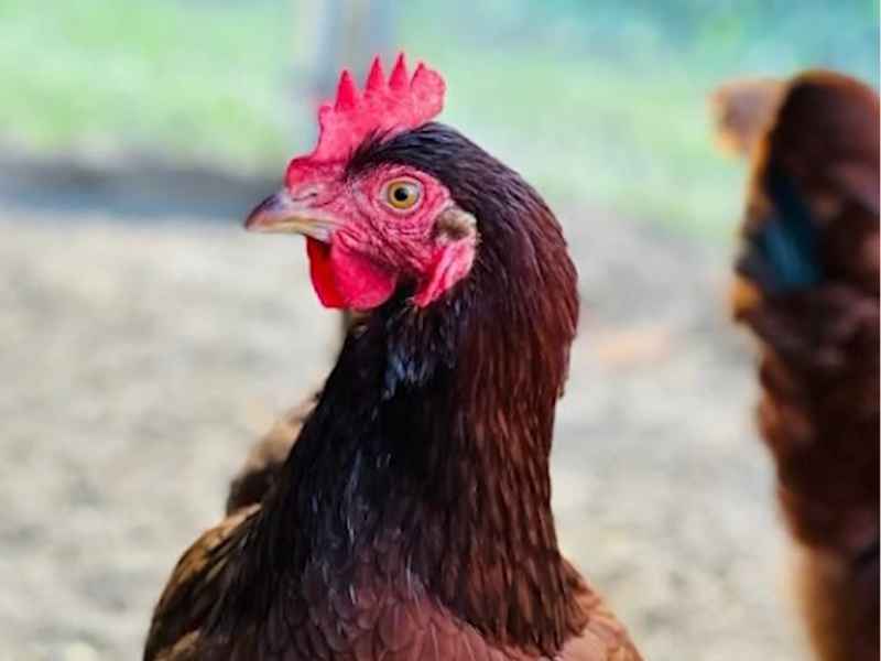 Rhode Island Red chicken looking curious in an outdoor foraging environment